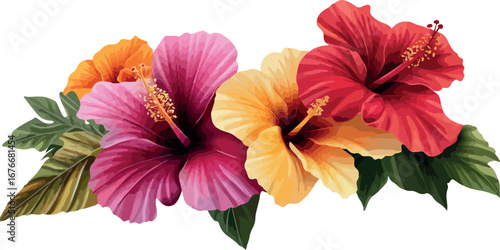 Vibrant tropical hibiscus flowers in full bloom with lush green leaves isolated