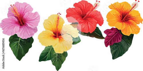 Vibrant collection of four colorful hibiscus flowers with green leaves on white background
