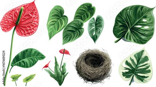 Collection of tropical plants flowers and a bird s nest isolated on white background