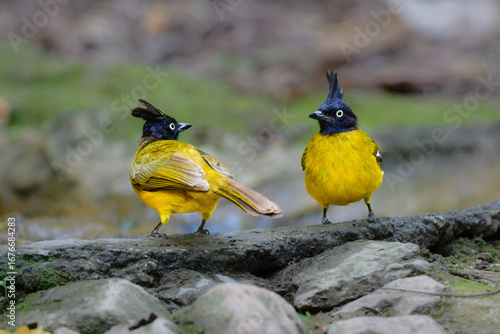 タイの熱帯雨林で見られる黄色と黒の美しい野鳥、エボシヒヨドリ