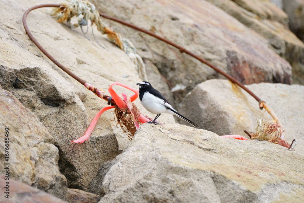 Obraz premium 岩場に立つセグロセキレイと赤い漂着物が映える海辺の風景