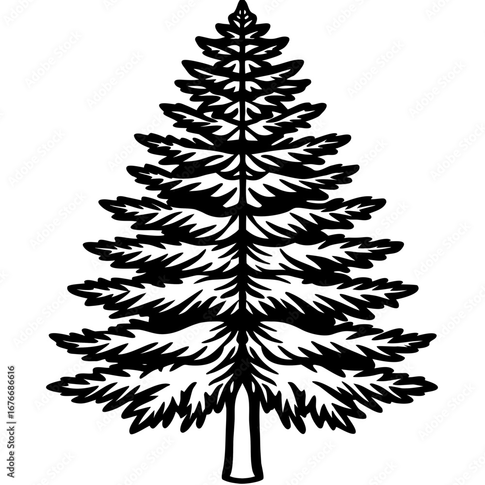 Fototapeta premium Dawn Redwood line art vector
