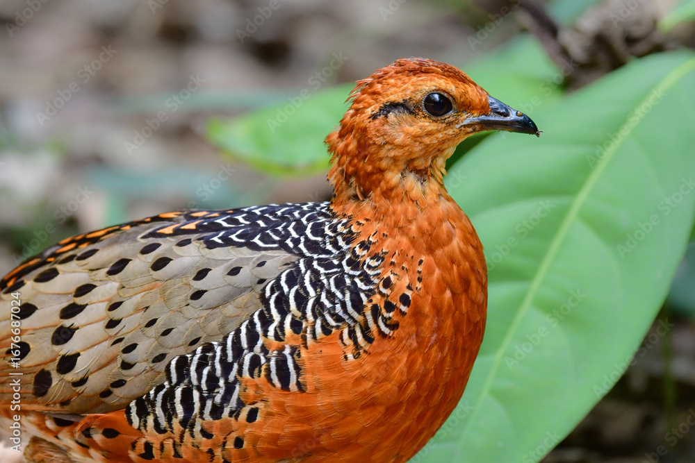 Fototapeta premium 東南アジアの熱帯雨林で見られるオレンジの美しいウズラの仲間の鳥、アカチャシャコ