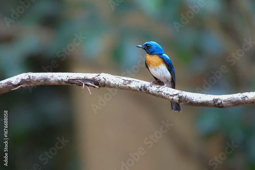 東南アジアの熱帯雨林で見られる美しい青とオレンジの小鳥、インドシナヒメアオヒタキ