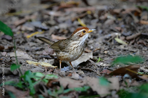 Wallpaper Mural タイなど、東南アジアの熱帯雨林で見られる縦じま模様が特徴的なかわいい小鳥ムナフジチメドリ Torontodigital.ca