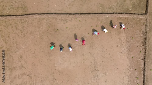 Nepali People Planting Rice in Terai Drone Video