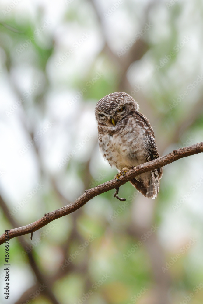 Obraz premium タイなど、東南アジアの公園や森林で見られる水玉模様をした小さなフクロウの仲間、インドコキンメフクロウ