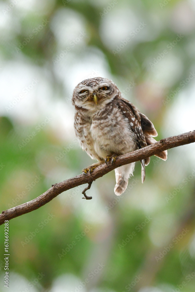 Obraz premium タイなど、東南アジアの公園や森林で見られる水玉模様をした小さなフクロウの仲間、インドコキンメフクロウ