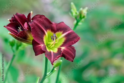 A blossoming bud of a hybrid daylily (Black Stockings) of burgundy color. 