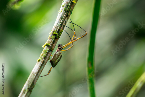 Wallpaper Mural Araña verde del oriente ecuatoriano Torontodigital.ca