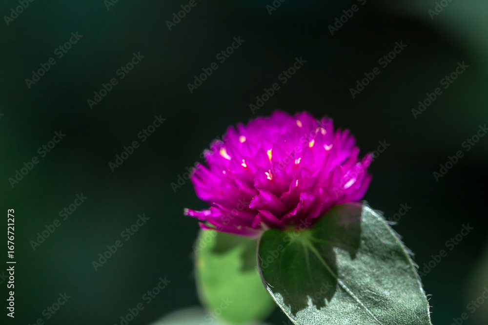 Obraz premium Globe amaranth or Gomphrena globosa close up in a morning. 