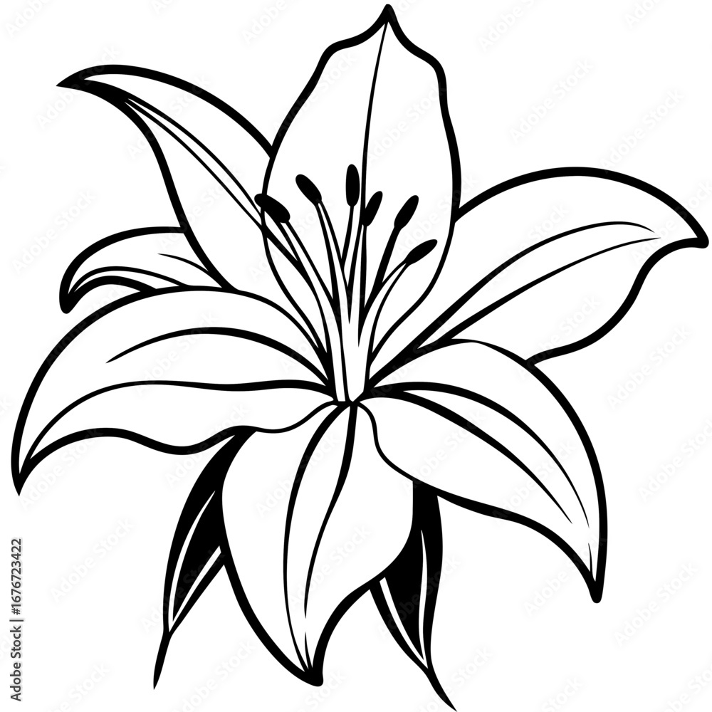 Obraz premium Lily line art vector