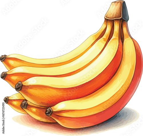 Hand drawn water colour banana fruit