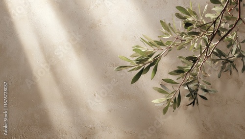 Olive branch on light beige textured surface with sunbeams
