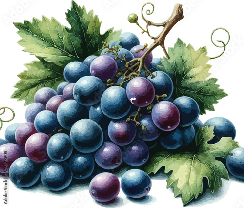 Hand drawn water colour grapes  fruit