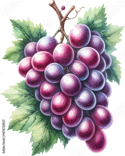 Hand drawn water colour grapes  fruit
