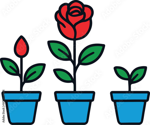 Stages of rose growth three pots blooming flower plant development life cycle visual