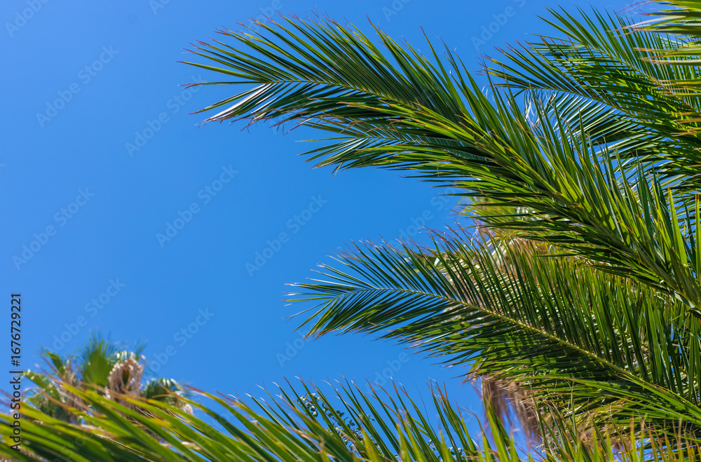 Fototapeta premium Beautiful palm leaves background. Selective focus.