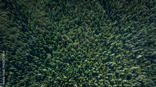 Fototapeta Naklejka Na Ścianę i Meble -  Aerial view of beautiful forest landscape