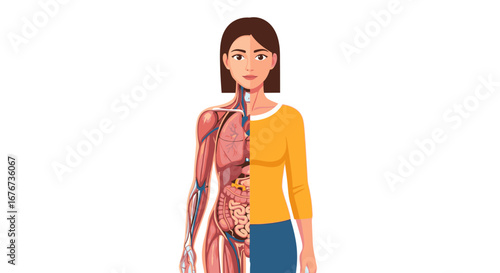 Detailed Illustration of Female Human Anatomy Revealing Internal Organs, Muscular, and Circulatory Systems
