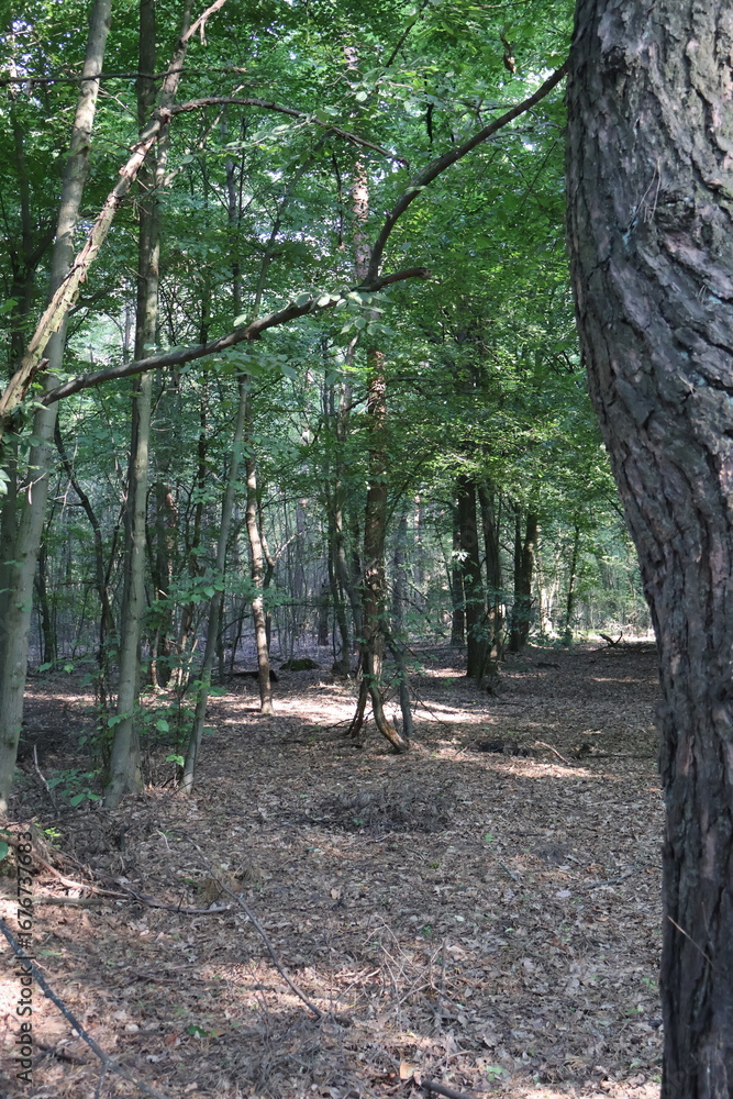 Fototapeta premium Path covered with dry leaves cutting through lush green forest
