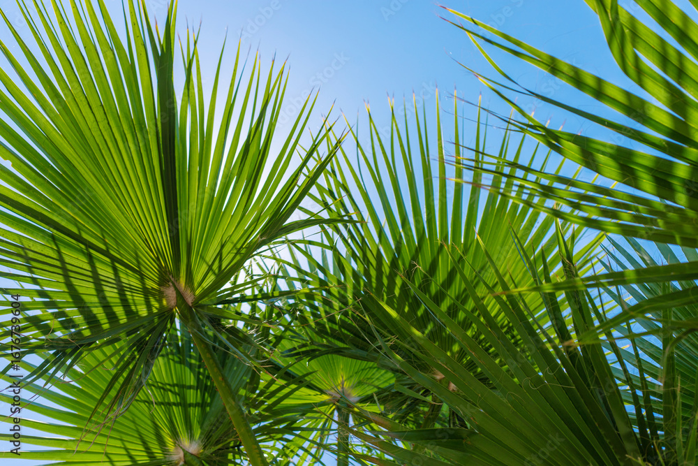 Obraz premium Beautiful palm leaves background. Selective focus.