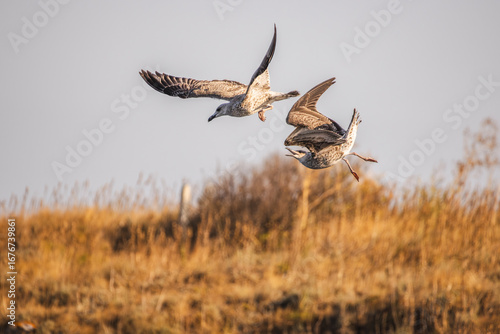 Photos Two seagulls flying low above dry grassland, one with wings bent mid-turn and the other with an open beak in mid-flight interaction