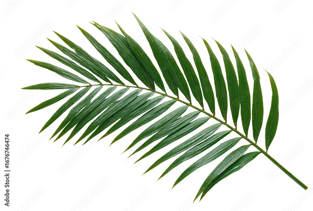 Single green palm leaf with many small leaflets, isolated on transparent background Single green palm leaf with many small leaflets, isolated on transparent background