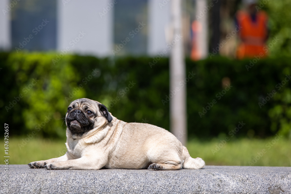 Obraz premium Pug poses for a photo in the park