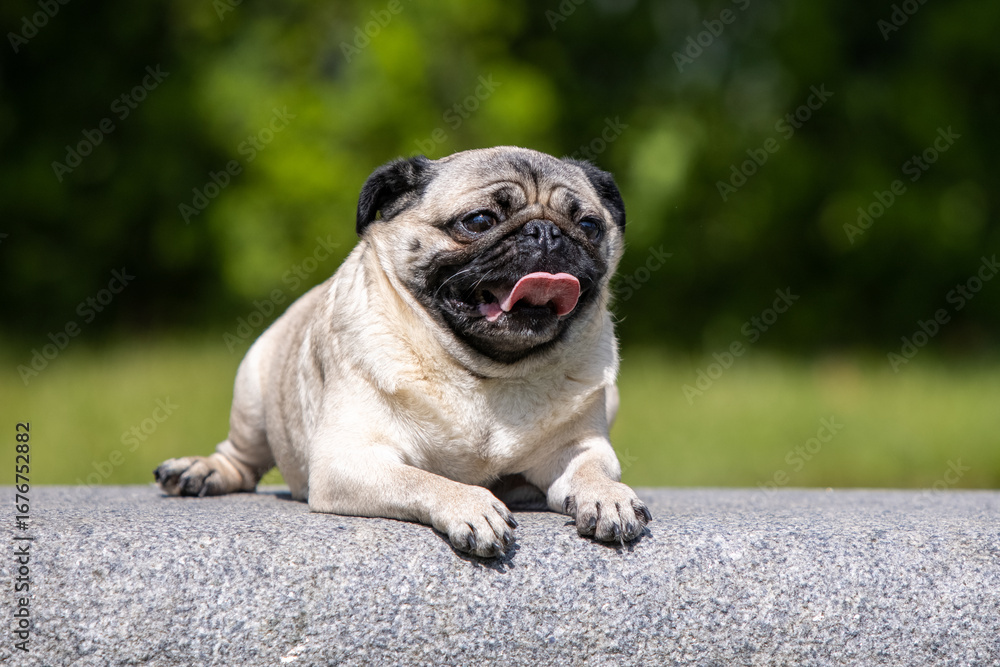 Obraz premium Pug poses for a photo in the park