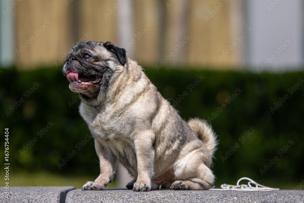 Obraz premium Pug poses for a photo in the park