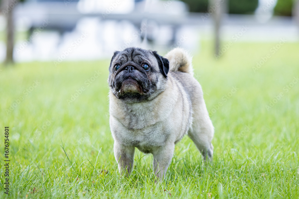 Obraz premium Pug poses for a photo in the park