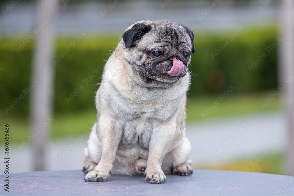 Obraz premium Pug poses for a photo in the park