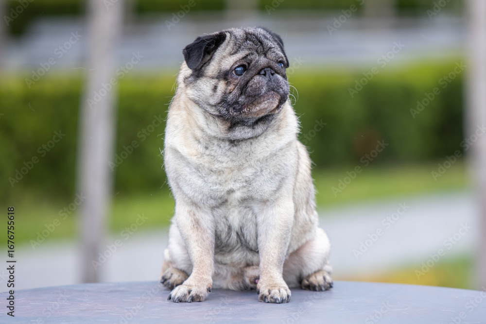 Obraz premium Pug poses for a photo in the park