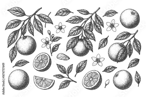 Detailed black and white citrus illustration with oranges, lemons, slices and leaves, botanical fruit study composition.