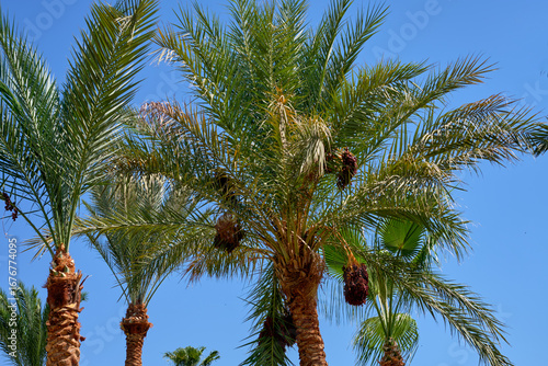 The tops of palm trees with fruits against the blue sky
