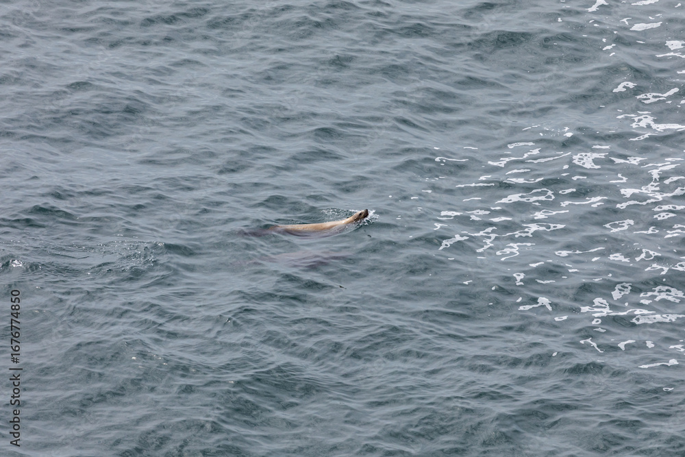 Fototapeta premium A sea lion swims near the surface while chasing a black seabird across the Pacific Ocean. Unique marine predator behavior captured near Cape Falcon on the Oregon Coast USA. Wildlife birdwatching scene