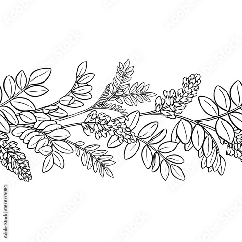 Licorice Branch with Flowers and Leaves Outline Horizontal Seamless Pattern. Vector isolated for design or decoration.