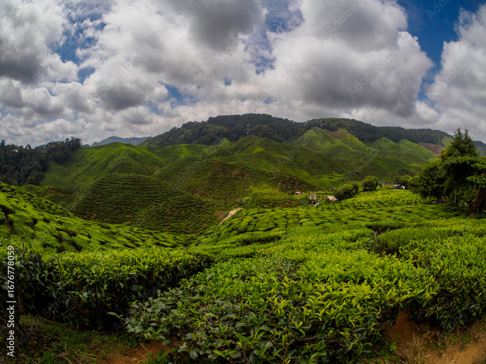 Fototapeta premium Lush green tea plantation on rolling hills