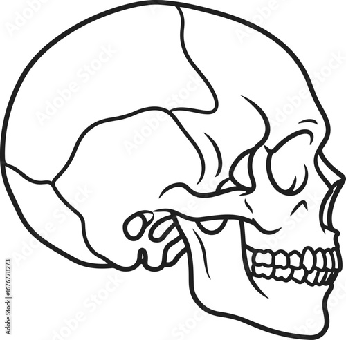 This illustration presents a detailed side profile drawing of a human skull