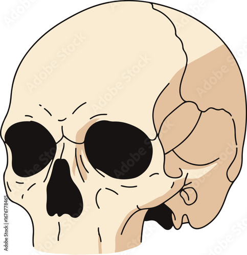 A detailed pixel art rendering of a human skull, showcasing the intricate structure of the cranium