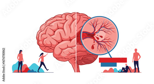 Understanding the intricate pathways of the human brain blood circulation system and its vital role in cognitive function