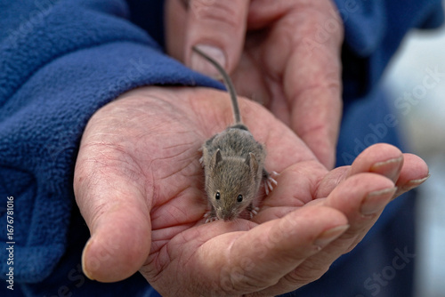 A mouse is sitting in the palm of a man's hand