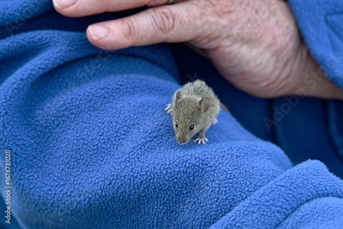 A cheeky little mouse is walking on someones arm.