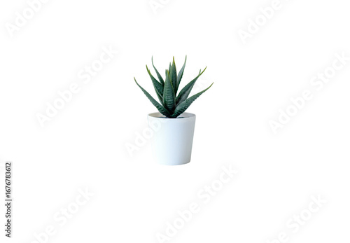 green aloe  plant in a pot isolate on white background