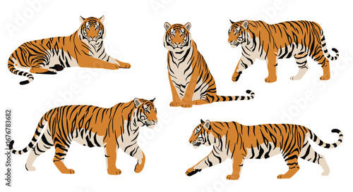 Majestic big cats majestic tigers in various poses and elegant stances illustrating their natural grace