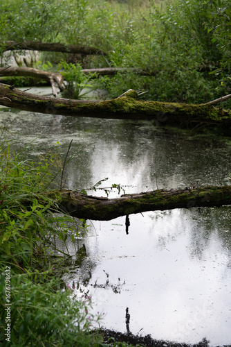 old trees fallen across the stream, old trees fallen across the river