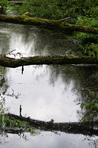 old trees fallen across the stream, old trees fallen across the river