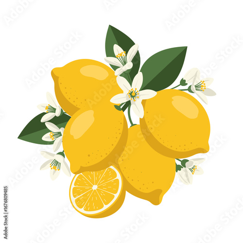 Fresh Lemons with Green Leaves and White Blossoms Illustration