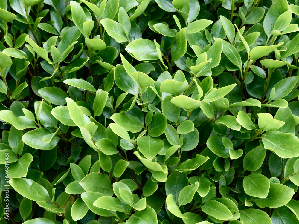 Fototapeta premium A dense cluster of Eugenia myrtifolia leaves fills the frame. The light green leaves are glossy and healthy, creating a lush and vibrant texture. Natural sunlight illuminates the foliage.